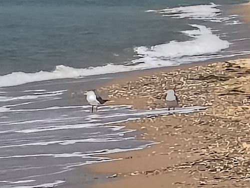 Yellow-legged Gull