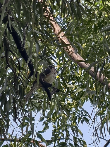 Light-vented Bulbul