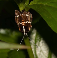 Hecatesia fenestrata