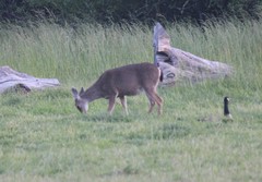 Odocoileus hemionus columbianus