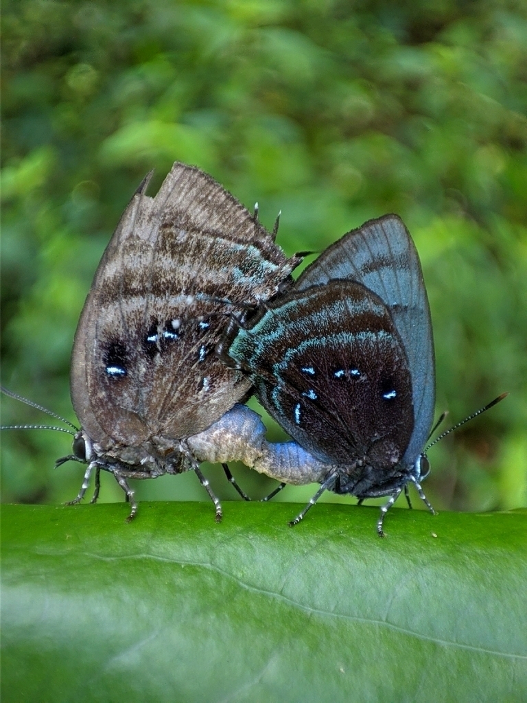 Theritas silma