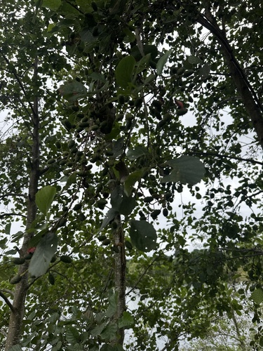 common alder