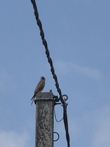Eurasian Kestrel