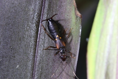 Forficuloidea