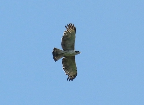 Changeable Hawk-Eagle