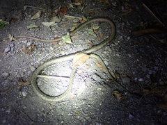 Oxybelis rutherfordi