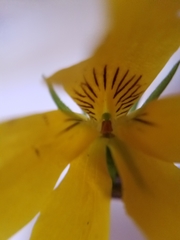 Viola glabella