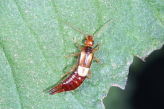 Forficuloidea