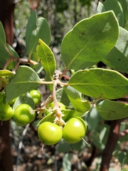 Arctostaphylos mewukka