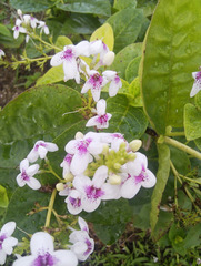 Pseuderanthemum carruthersii