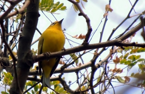Southern Yellow White-eye (Zosterops anderssoni)