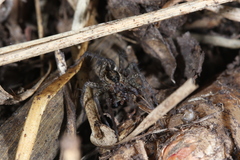 Pardosa pseudoannulata