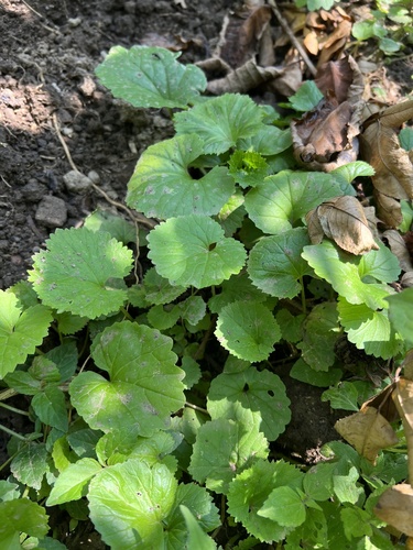 Chinese Violet Cress