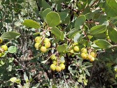 Arctostaphylos mewukka