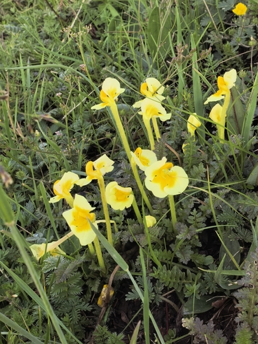 Pedicularis cranolopha