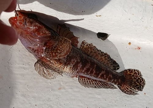 Red-mouthed goby (Gobius cruentatus) — Gobiidae — 2