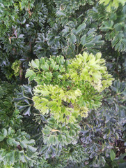 Polyscias fruticosa
