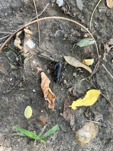 Japanese Cockroach