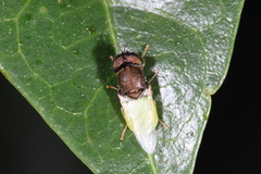 Oplodontha