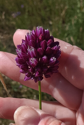 Allium rotundum