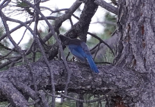 iNaturalist observation photo of Steller's Jay