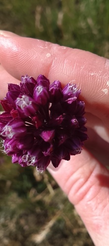 Allium rotundum, photograph 2