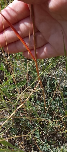 Allium rotundum, photograph 3