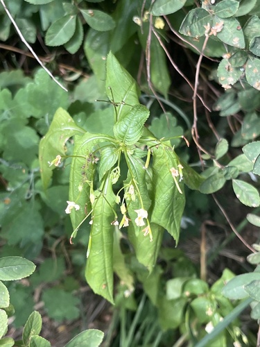 small balsam