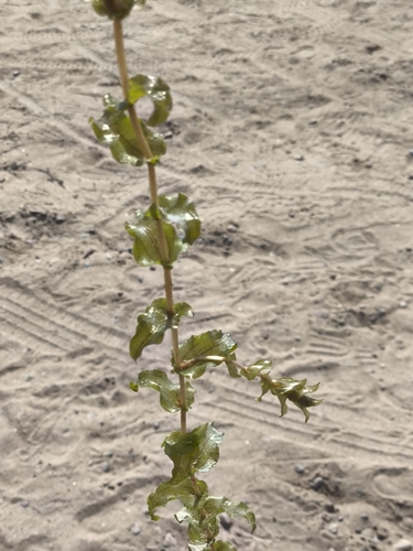 Perfoliate Pondweed