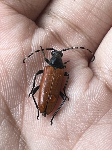 Stictoleptura variicornis