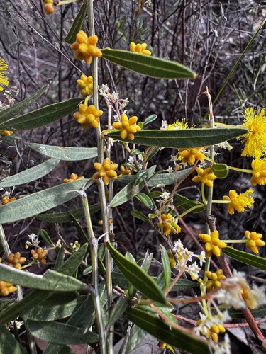 Acacia nervosa observed 2026-08-04
