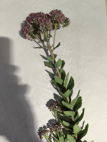 Orpine