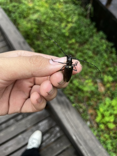 Fir Sawyer Beetle