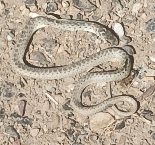 Western Montpellier Snake