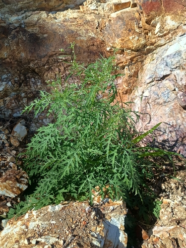 Santa Maria feverfew