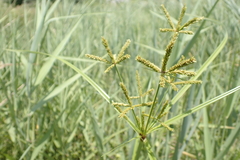 Cyperus imbricatus