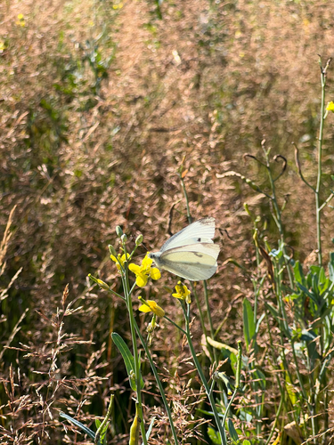 Small White