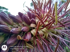 Agave chiapensis