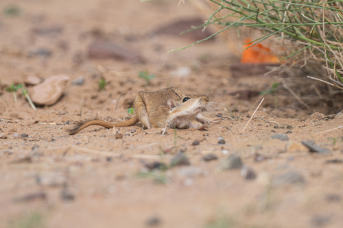 Indian Desert Jird