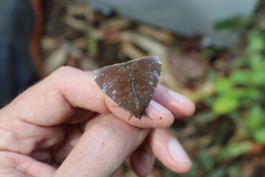 Apatelodes albipunctata