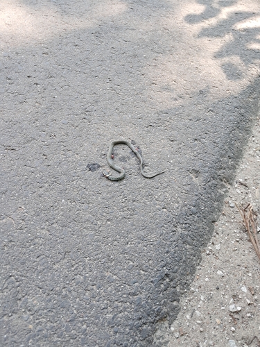 grass snake