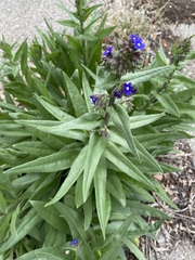 Anchusa officinalis