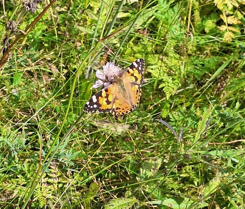 Painted Lady