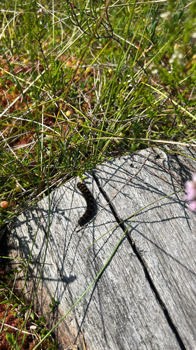 Fox Moth