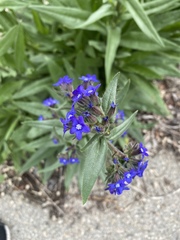 Anchusa officinalis