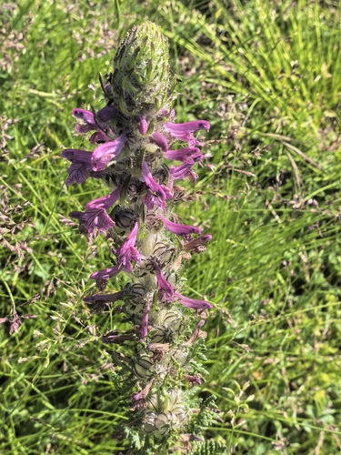 Pedicularis kansuensis