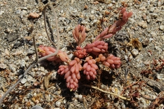 Portulaca californica