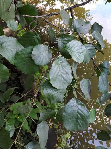 Наблюдение на iNaturalist