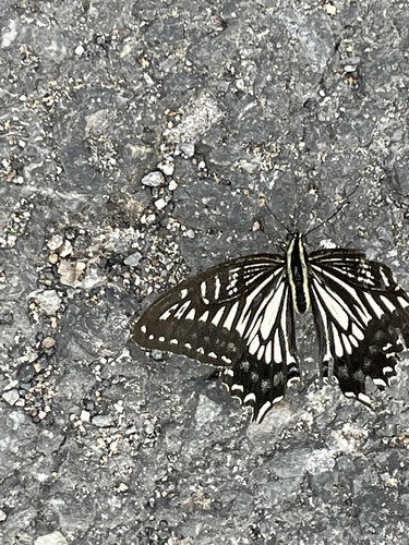 Chinese Yellow Swallowtail