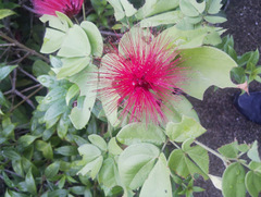 Calliandra tergemina emarginata